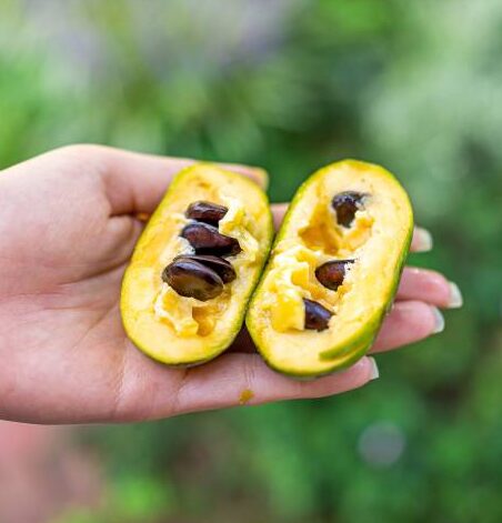 Paw Paw Indian Banana Tree - Quart Pot - Cold-Hardy Fruit Tree