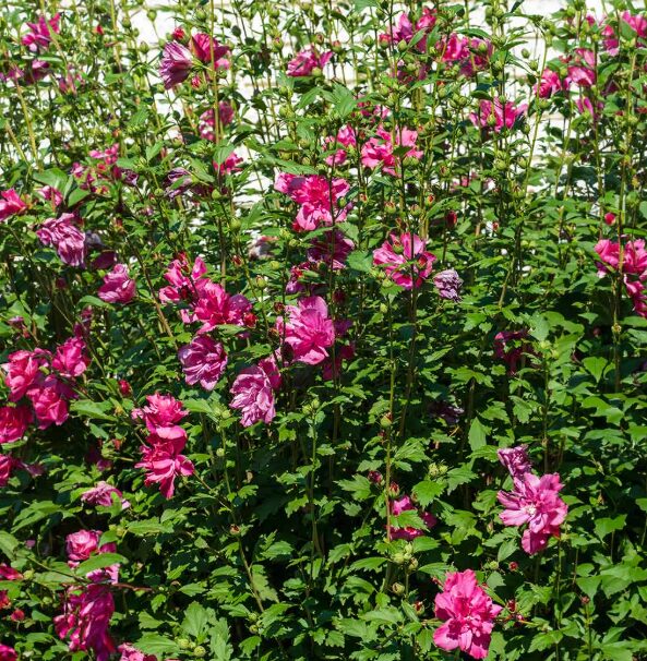 Red Rose of Sharon - Quart Pot - Hardy Flowering Shrub - Image 3