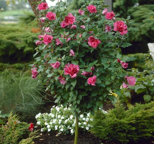 Red Rose of Sharon - Quart Pot - Hardy Flowering Shrub - Image 4