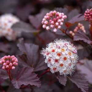 Crimson Diablo Ninebark - Quart Pot - Burgundy Deciduous Shrub