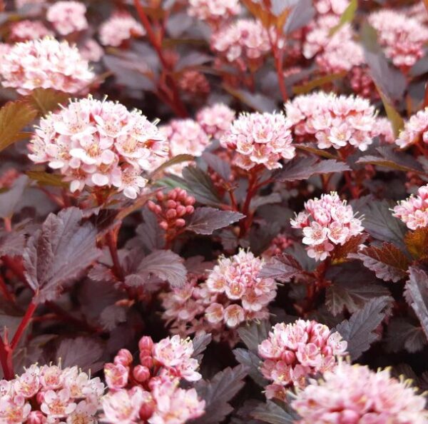 PHYSOCARPUS 'LITTLE JOKER' - Compact Shrub - 7-9 Inch Starter Plant