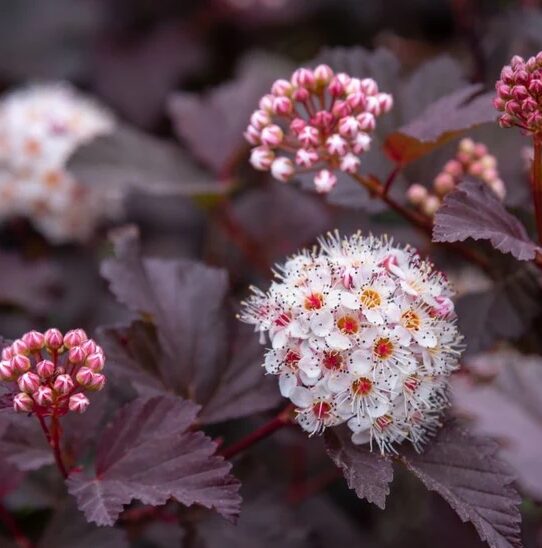Crimson Diablo Ninebark - Quart Pot - Burgundy Deciduous Shrub
