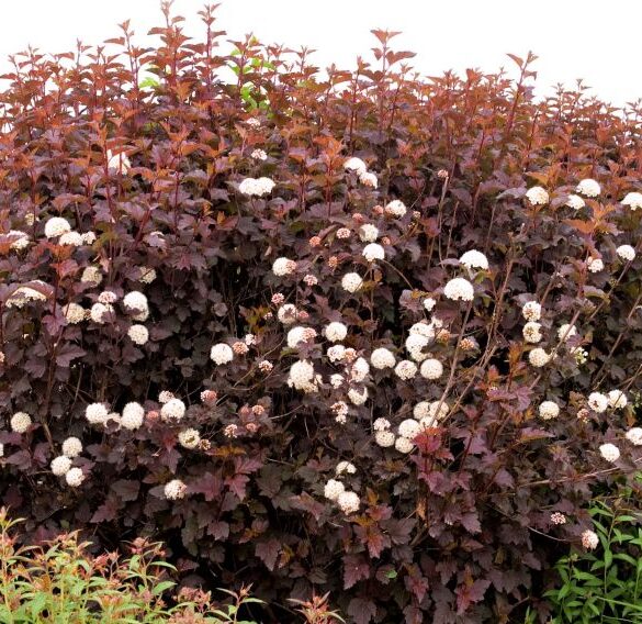 Crimson Diablo Ninebark - Quart Pot - Burgundy Deciduous Shrub - Image 3