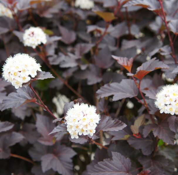 Crimson Diablo Ninebark - Quart Pot - Burgundy Deciduous Shrub - Image 4