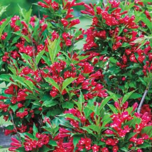 Alternative view of Red Weigela Flowering Shrub - Quart Pot - Hardy Garden Plant