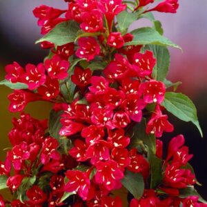 Red Weigela Flowering Shrub - Quart Pot - Hardy Garden Plant