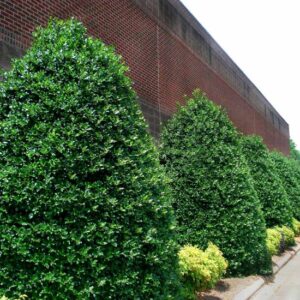 Nellie R Stevens Holly - Quart Pot - Fast-Growing Evergreen Shrub