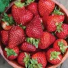 Seascape Strawberry Plants Lot of 10, Day Neutral Fruiting Strawberry