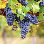 Seedless Grape Live Plant - 1 Gallon Pot Fruit Tree - 1.5-2ft Tall