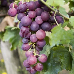 Seedless Grape Live Plant - 1 Gallon Pot Fruit Tree - 1.5-2ft Tall