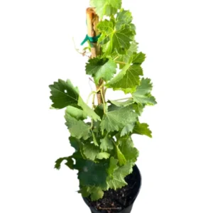 Seedless Grape Live Plant - 1 Gallon Pot Fruit Tree - 1.5-2ft Tall
