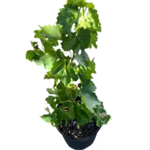 Seedless Grape Live Plant - 1 Gallon Pot Fruit Tree - 1.5-2ft Tall