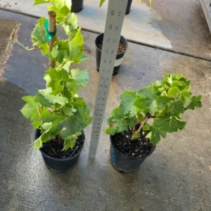 Seedless Grape Live Plant - 1 Gallon Pot Fruit Tree - 1.5-2ft Tall