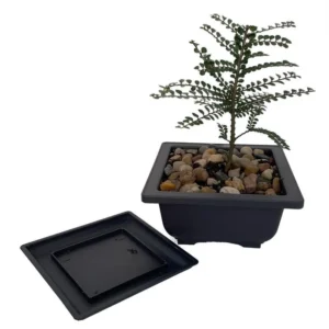 Seiju Dwarf Chinese Elm Bonsai Tree - Ulmus Parvifolia - 4.7