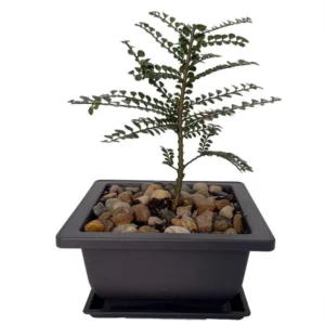 Seiju Dwarf Chinese Elm Bonsai Tree - Ulmus Parvifolia - 4.7