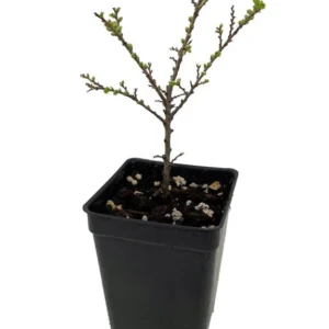 Seiju Dwarf Chinese Elm – Miniature Bonsai Tree in 2.5
