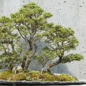 Seiju Dwarf Chinese Elm – Miniature Bonsai Tree in 2.5