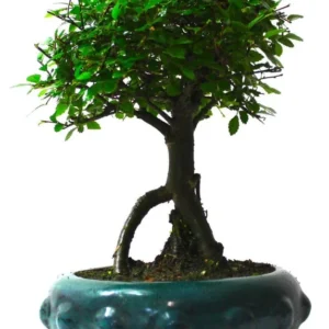 Seiju Dwarf Chinese Elm – Miniature Bonsai Tree in 2.5