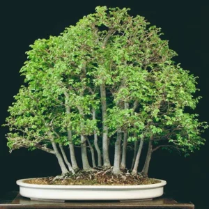 Seiju Dwarf Chinese Elm – Miniature Bonsai Tree in 2.5