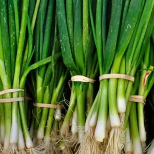 Set 15 Bare Roots Green Onions for Planting Green Chinese Onion Shandong Onion