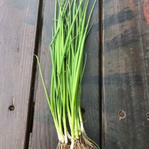 Set 15 Bare Roots Green Onions for Planting Green Chinese Onion Shandong Onion