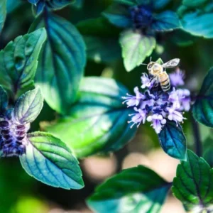 Set 2 African Blue Basils Plants Live for Planting 3-6