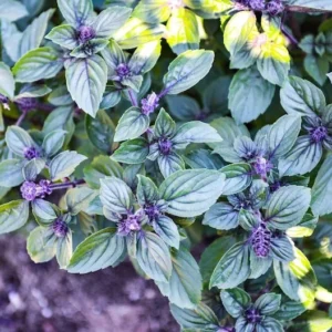 Set 2 African Blue Basils Plants Live for Planting 3-6"Tall 4"Pot Romatic Herb Basils Plants Smells Amazing Basils Plants (No Ship CA)