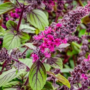 Set 2 African Blue Basils Plants Live for Planting 3-6