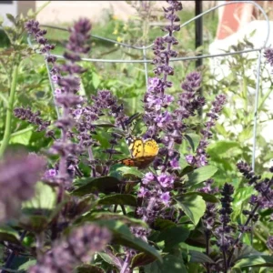 Set 2 African Blue Basils Plants Live for Planting 3-6