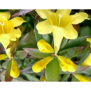 Set 2 Carolina Jasmine Plants Yellow Jasmine Plants Jasmine Flowers Plants Jasmine Bush Plants Gelsemium Sempervirens Plants 4 to 6 Inch Tall Size 4 Inch Pot