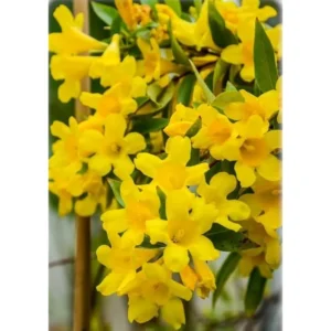 Set 2 Carolina Jasmine Plants Yellow Jasmine Plants Jasmine Flowers Plants Jasmine Bush Plants Gelsemium Sempervirens Plants 4 to 6 Inch Tall Size 4 Inch Pot