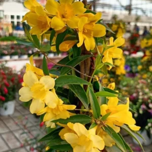 Set 2 Carolina Jasmine Plants Yellow Jasmine Plants Jasmine Flowers Plants Jasmine Bush Plants Gelsemium Sempervirens Plants 4 to 6 Inch Tall Size 4 Inch Pot