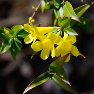 Set 2 Carolina Jasmine Plants Yellow Jasmine Plants Jasmine Flowers Plants Jasmine Bush Plants Gelsemium Sempervirens Plants 4 to 6 Inch Tall Size 4 Inch Pot
