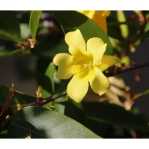 Set 2 Carolina Jasmine Plants Yellow Jasmine Plants Jasmine Flowers Plants Jasmine Bush Plants Gelsemium Sempervirens Plants 4 to 6 Inch Tall Size 4 Inch Pot