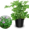 Set 2 Citronella Plants Live for Planting 3-6"Tall 4"Pot Live Citronella Plant Indoor Outdoor Garden Patio Citronella Live Plants No Ship CA