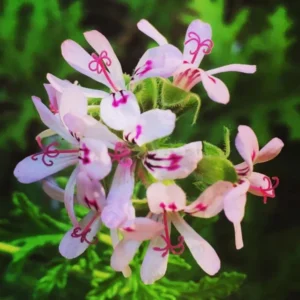 Set 2 Citronella Plants Live for Planting 3-6"Tall 4"Pot Live Citronella Plant Indoor Outdoor Garden Patio Citronella Live Plants No Ship CA