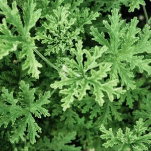 Set 2 Citronella Plants Live for Planting 3-6