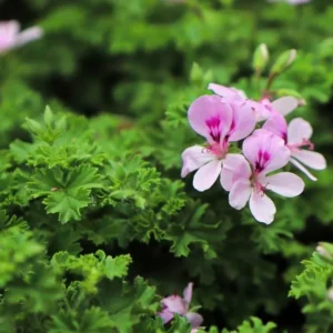 Set 2 Citronella Plants Live for Planting 3-6