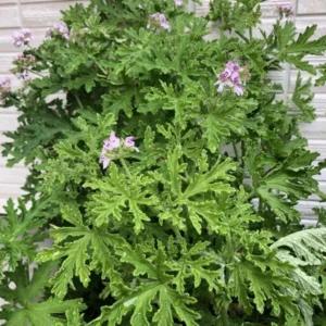 Set 2 Citronella Plants Live for Planting 3-6