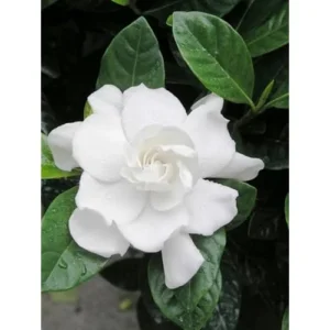 Set 2 Frost Proof Gardenia Plants - Double White Jasmine - 6 to 10 Inches - Hardy & Fragrant
