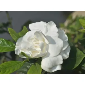 Set 2 Frost Proof Gardenia Plants - Double White Jasmine - 6 to 10 Inches - Hardy & Fragrant