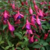 Set 2 Fuchsia Plants Pink Purple Violet 4-6" Hardy Flowering Shrubs