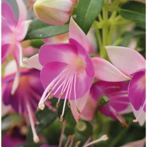 Set 2 Fuchsia Plants Pink Purple Violet 4-6