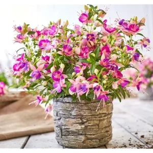 Set 2 Fuchsia Plants Pink Purple Violet 4-6