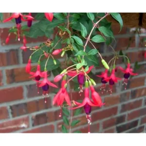Set 2 Fuchsia Plantst Red Purple Hardy Shrubs Fuchsia Plants
