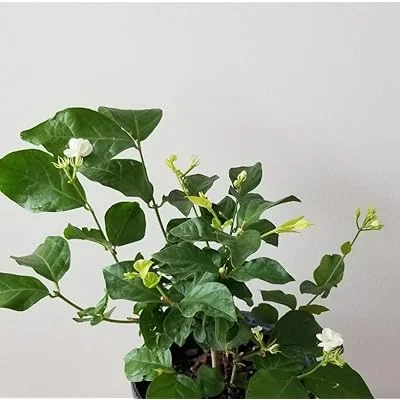 Set 2 Plants Maid of Orleans Jasmine Plant - 4 to 6 Inch Tall, White Blooming Jasmine Bush