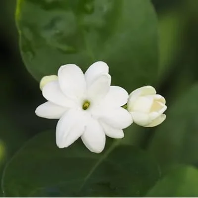 Set 2 Plants Maid of Orleans Jasmine Plant - 4 to 6 Inch Tall, White Blooming Jasmine Bush