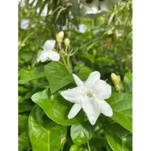 Set 2 Plants Maid of Orleans Jasmine Plant - 4 to 6 Inch Tall, White Blooming Jasmine Bush