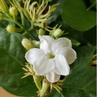 Set 2 Plants Maid of Orleans Jasmine Plant - 4 to 6 Inch Tall, White Blooming Jasmine Bush