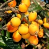 Set 2 Pots Golden Loquat Fruit Live Seedling Tree 8"Tall 4"Pot Japanese Plump Tree